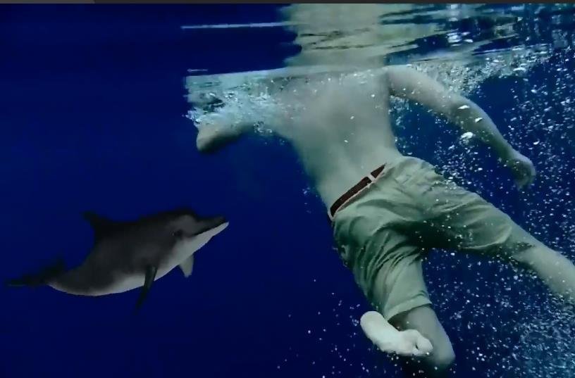 虎鲸|为何巨齿鲨会害怕海豚？