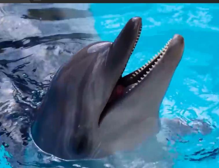 虎鲸|为何巨齿鲨会害怕海豚？