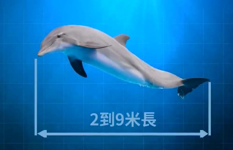 虎鲸|为何巨齿鲨会害怕海豚？