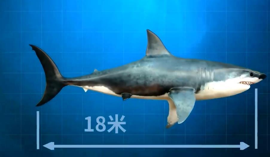 虎鲸|为何巨齿鲨会害怕海豚？