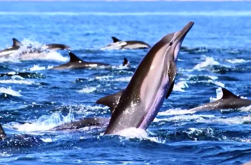 虎鲸|为何巨齿鲨会害怕海豚？