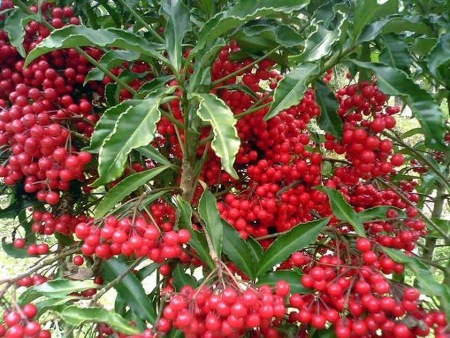 每盆都掛著紅果子,寓意好看著喜慶|富貴子|盆栽|觀果植物|植株|北美