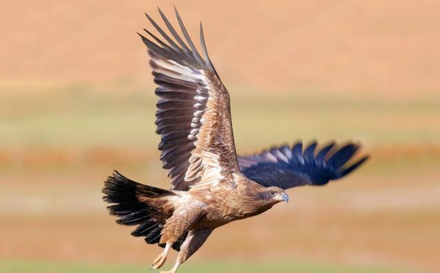 新疆珍稀野生动物第17集:一种叫声很响亮的鸟-玉带海雕
