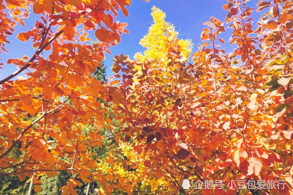 北京|京郊“网红花海”免费打卡地，红叶、银杏叶成林且正艳，别错过
