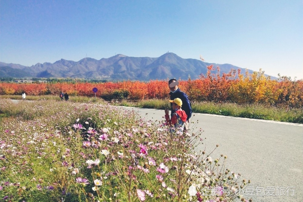 北京|京郊“网红花海”免费打卡地，红叶、银杏叶成林且正艳，别错过