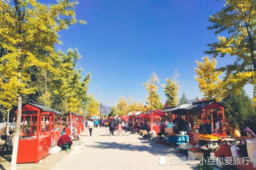 北京|京郊“网红花海”免费打卡地，红叶、银杏叶成林且正艳，别错过