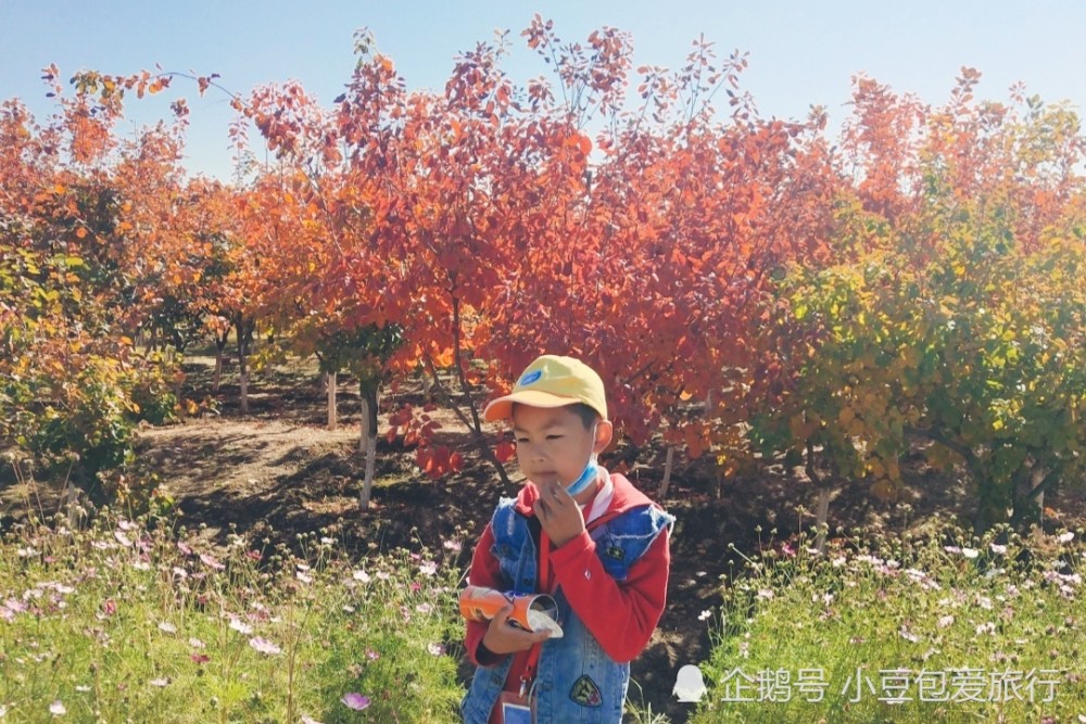 北京|京郊“网红花海”免费打卡地，红叶、银杏叶成林且正艳，别错过