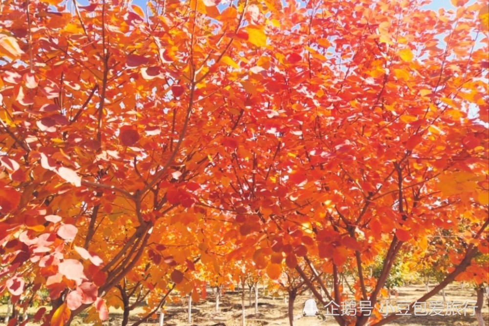 北京|京郊“网红花海”免费打卡地，红叶、银杏叶成林且正艳，别错过