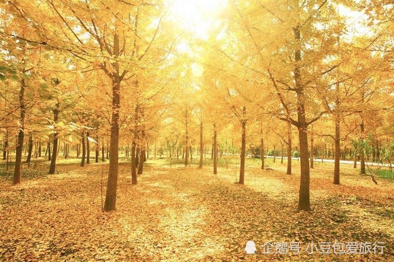 北京|京郊“网红花海”免费打卡地，红叶、银杏叶成林且正艳，别错过