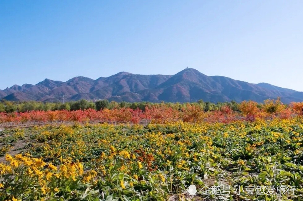 北京|京郊“网红花海”免费打卡地，红叶、银杏叶成林且正艳，别错过