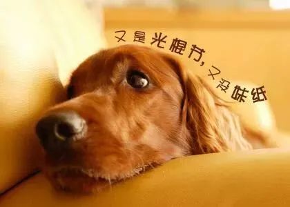 光棍节说说