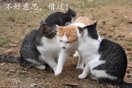 光棍节说说