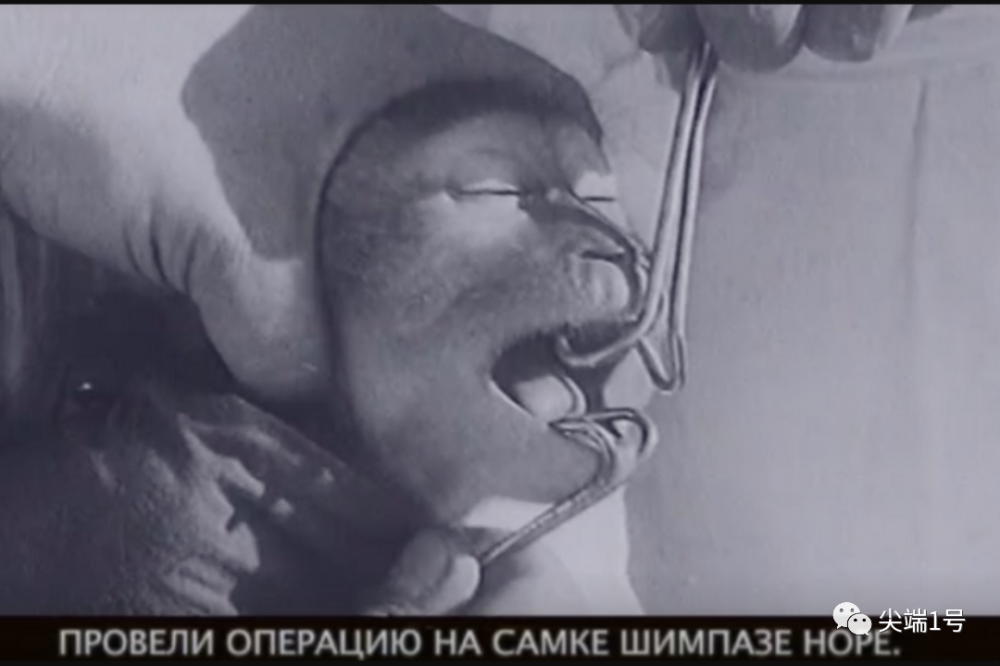 前苏联人猿杂交实验在女性体内注入猩猩精意图培育出超级勇士