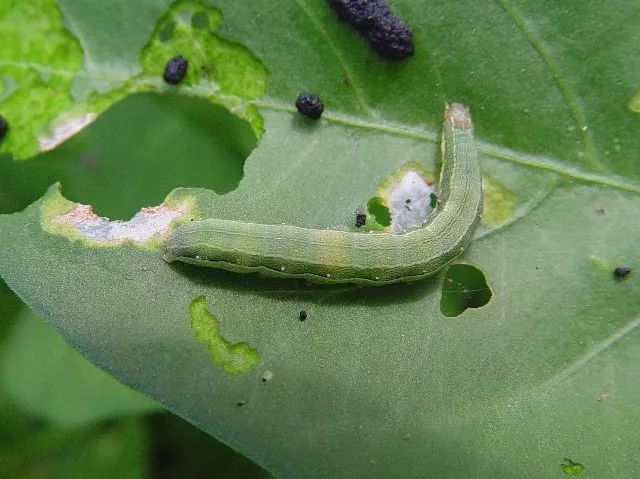 科,蛀果蛾科,卷叶蛾科,粉蛾科,菜蛾科,麦蛾科,细蛾科,鞘翅目象甲科,叶