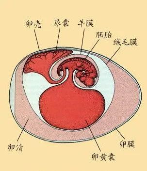 也是产蛋的,而且恐龙的蛋和鸟类的蛋(如鸡蛋)都属于羊膜卵(amniotic