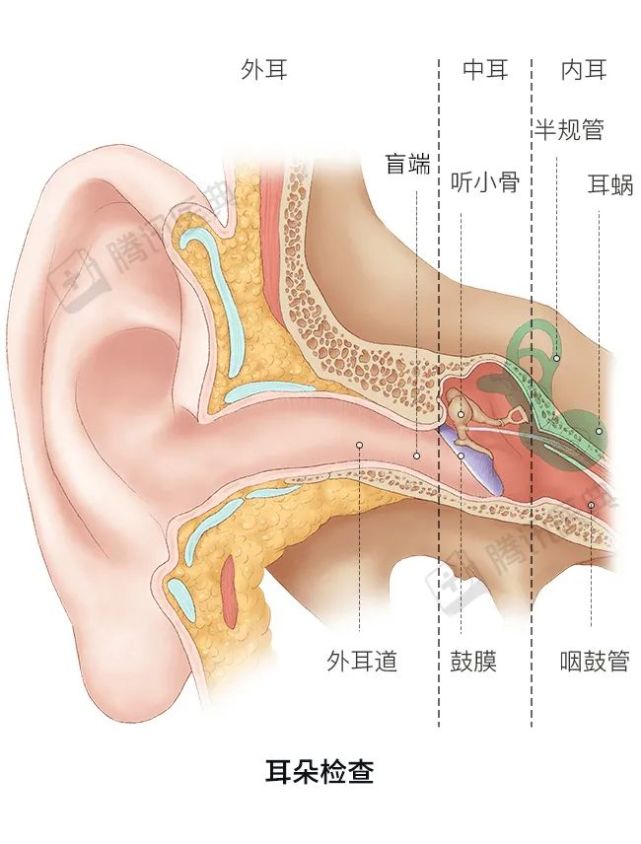 耳部血管分布图图片