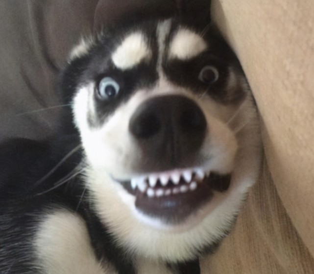 7种常见狗狗的 寿命榜 你家的能活几岁 贵宾犬 狗狗 哈士奇 比熊犬 边牧 金毛犬