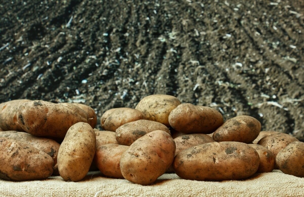 土豆|土豆发芽不要扔，放到阳台来点土，结一窝又一窝，全家人都吃不完