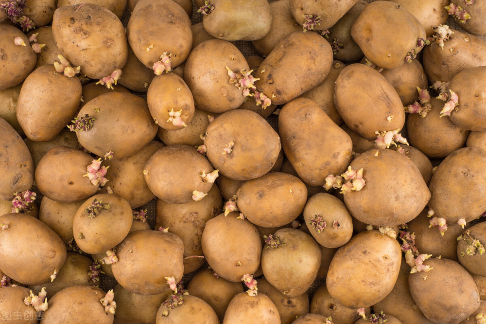 土豆|土豆发芽不要扔，放到阳台来点土，结一窝又一窝，全家人都吃不完