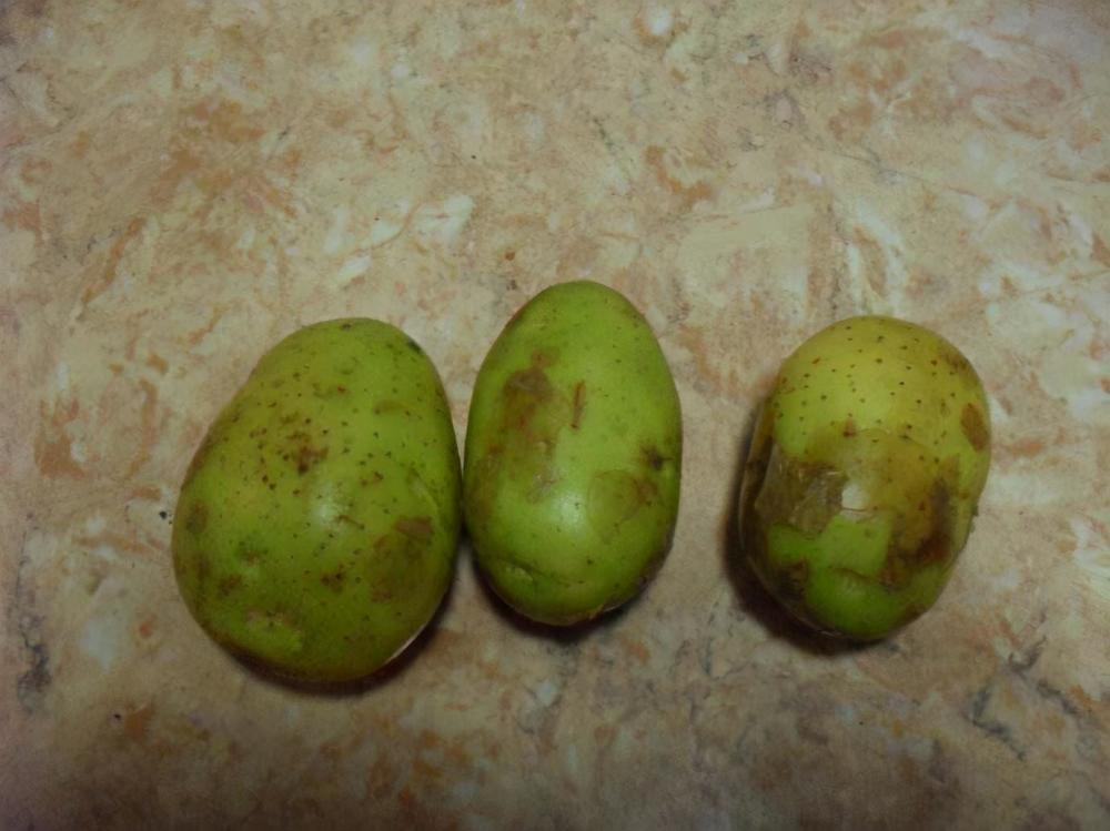 土豆|土豆发芽不要扔，放到阳台来点土，结一窝又一窝，全家人都吃不完