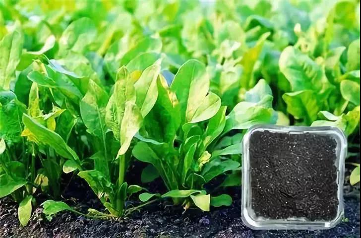 尿素|1000斤鸡粪＝153斤尿素，为什么不使用呢？