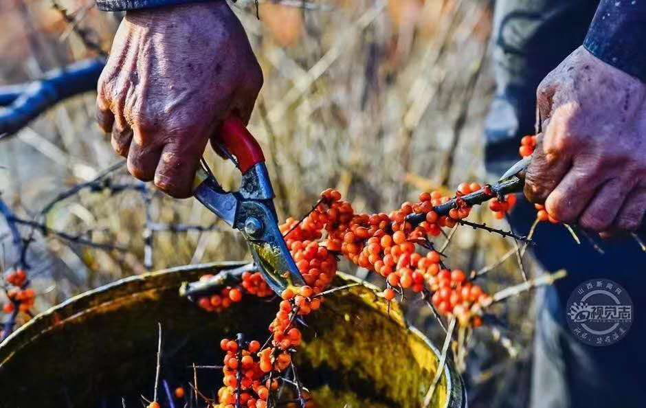 沙棘原来是这样采摘的