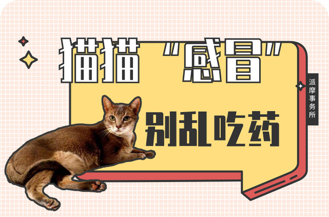 真相了 你家猫的 感冒 可能是你传染的 猫咪 铲屎官 家猫