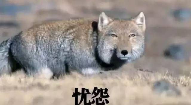 它为表情包而生_腾讯新闻