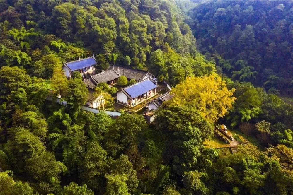 慧光寺古银杏披金甲02快去这里体验67金黄浪漫吧