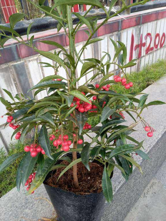 黄金万两挂满红果子看着红红火火适合秋冬季节养