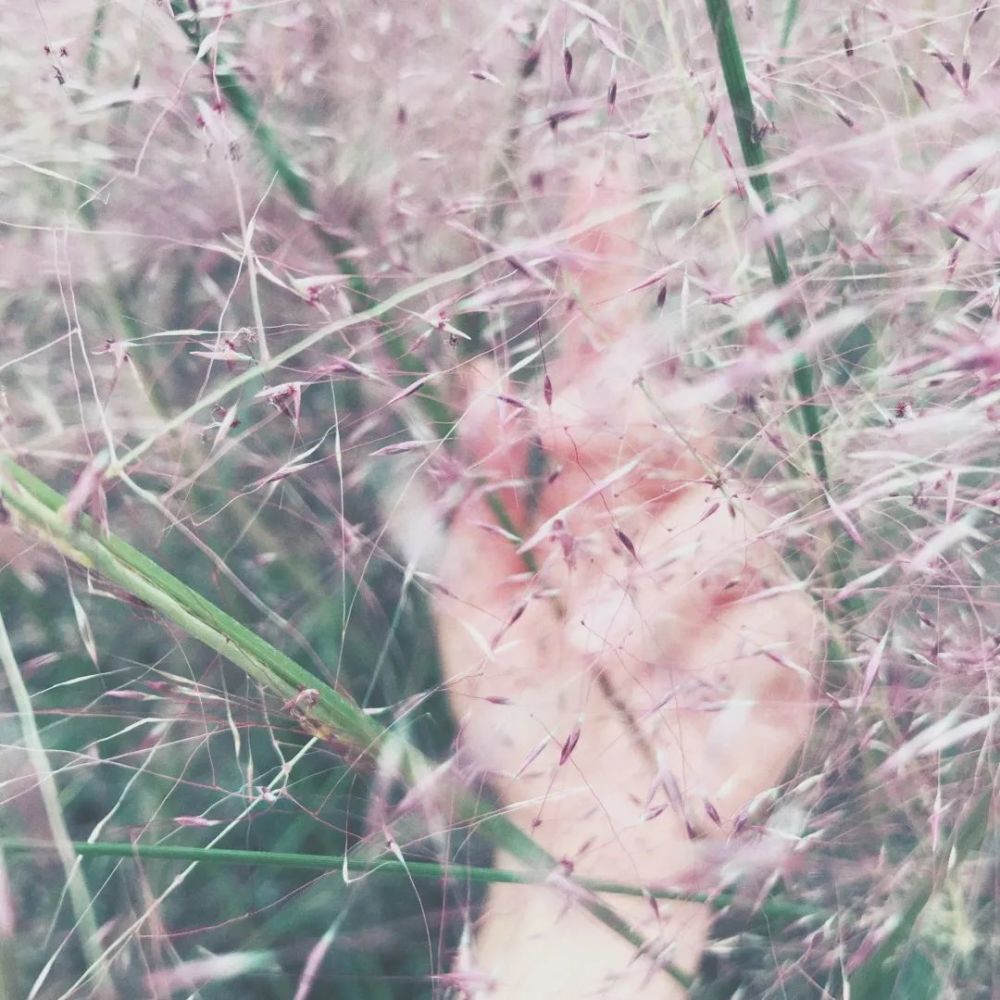 粉黛乱子草|美丽又浪漫，北京多处粉色网红草海，快来打卡！