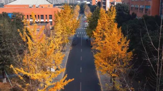 別有一番美感金黃的銀杏和紅牆白磚的建築相呼應西南民族大學同樣擁有