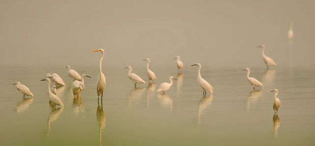 秋季大片正上演 来高邮湖看鹭鸟齐飞 高邮 高邮湖 齐飞 白鹭 天长市