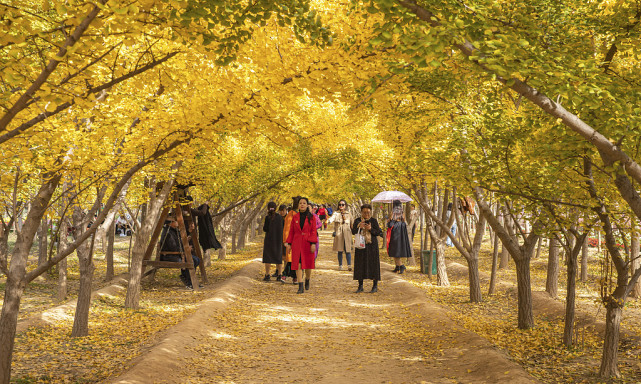 山西運城:臨猗銀杏園成鄉村旅遊打卡網紅地