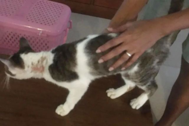 中国男子在泰国虐猫被遣返，辩称这在中国并不违法u2026虐猫猫咪泰国_社会