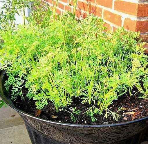 大航海时代|郑和宝船遗址出土“神秘”空坛，揭开宝船的水手，远离败血症之谜