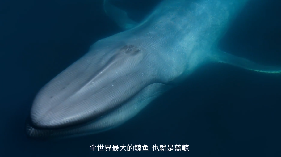 大卫·爱登堡|豆瓣9.4，凭实力“解说”，他才是真正的偶像