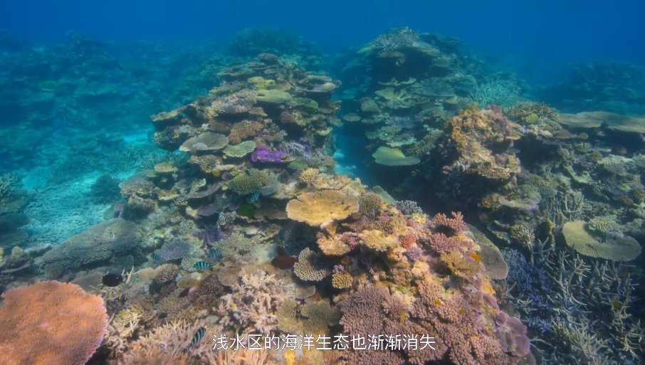 大卫·爱登堡|豆瓣9.4，凭实力“解说”，他才是真正的偶像