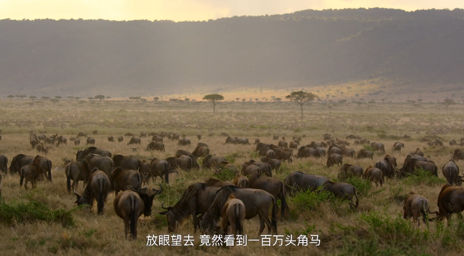 大卫·爱登堡|豆瓣9.4，凭实力“解说”，他才是真正的偶像