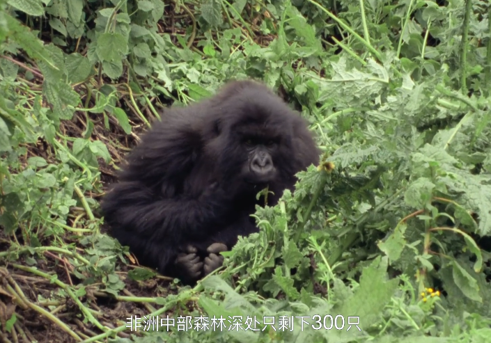 大卫·爱登堡|豆瓣9.4，凭实力“解说”，他才是真正的偶像