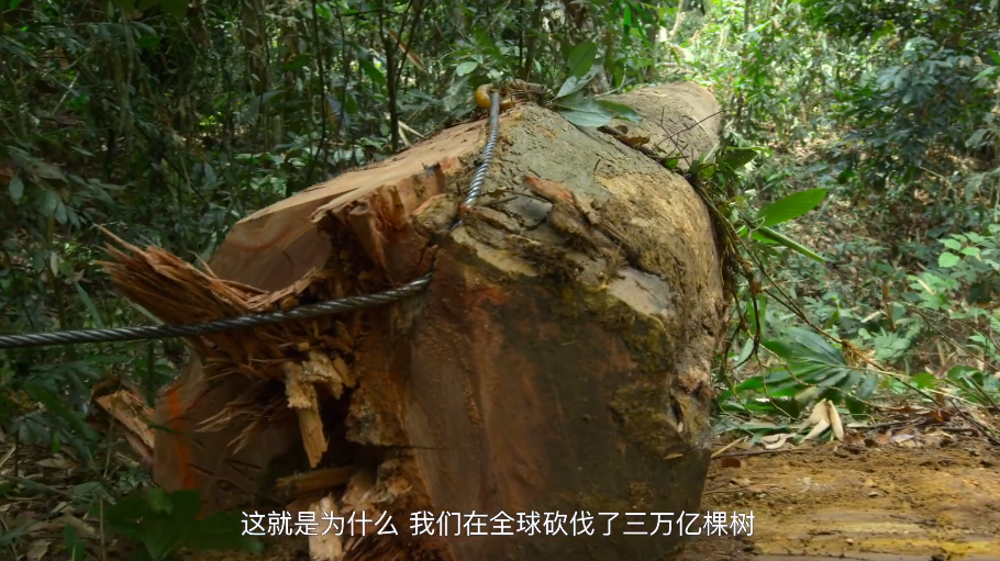 大卫·爱登堡|豆瓣9.4，凭实力“解说”，他才是真正的偶像