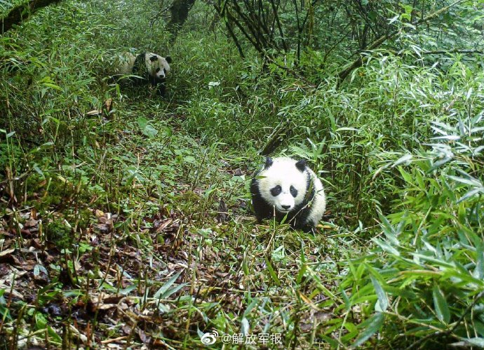 保护区生态环境改善野生大熊猫与幼崽同框