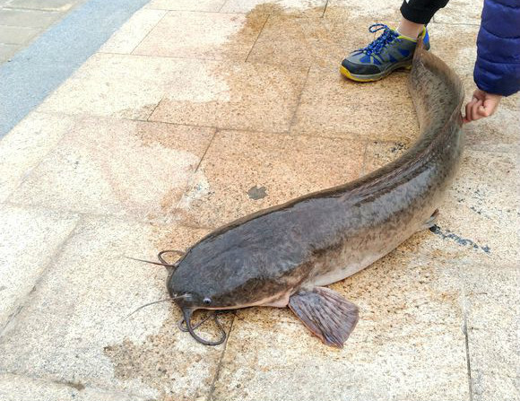 深圳钓友钓获了一条近二十斤的大鲶鱼,不少钓友却说最好不要吃!