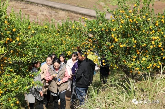 今年橘子烂市,他们走进潭湾杨溪村,帮村民销售滞销的南丰橘!