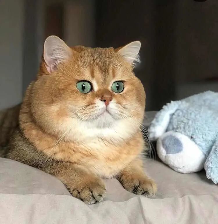 猫中的土豪金,大包子脸英短金渐层_腾讯新闻