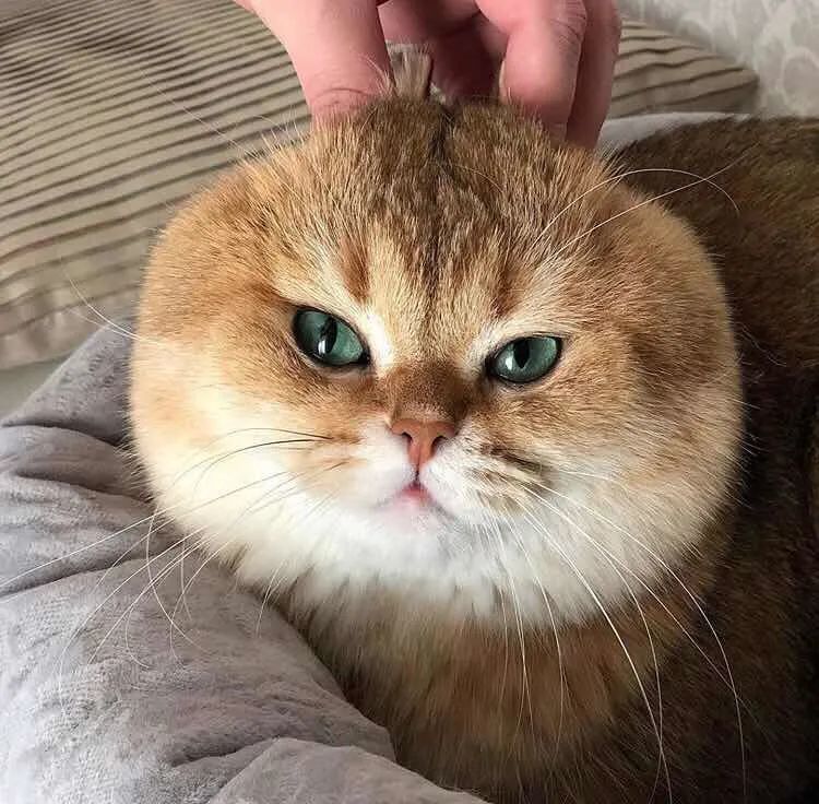 猫中的土豪金,大包子脸英短金渐层_腾讯新闻