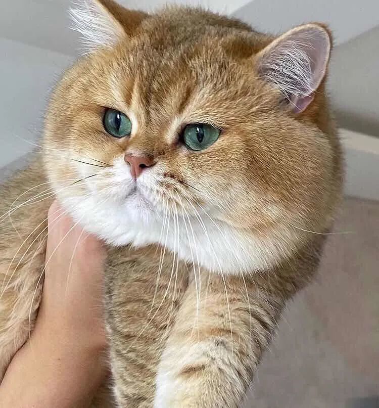 猫中的土豪金,大包子脸英短金渐层_腾讯新闻