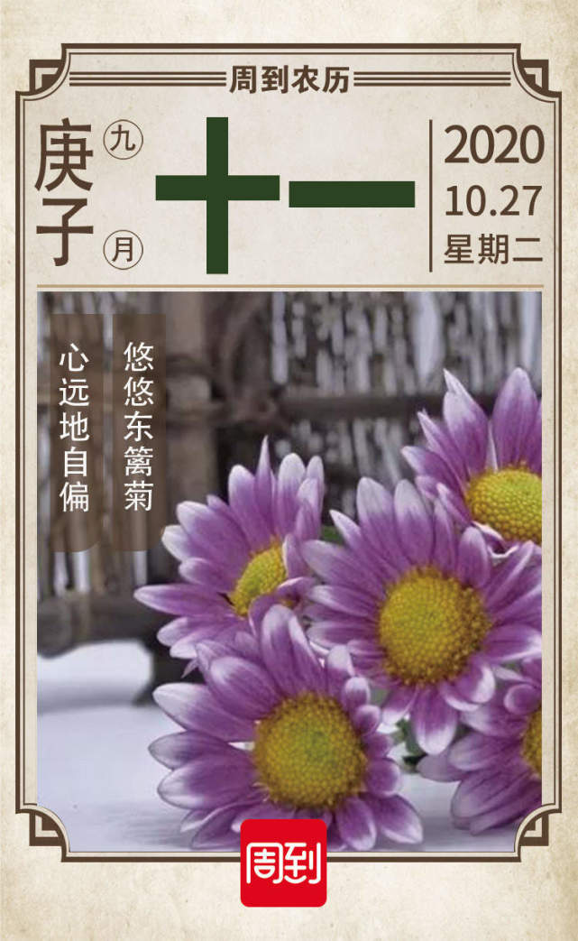 农历中国 九月十一 采菊东篱下 东篱 陶渊明