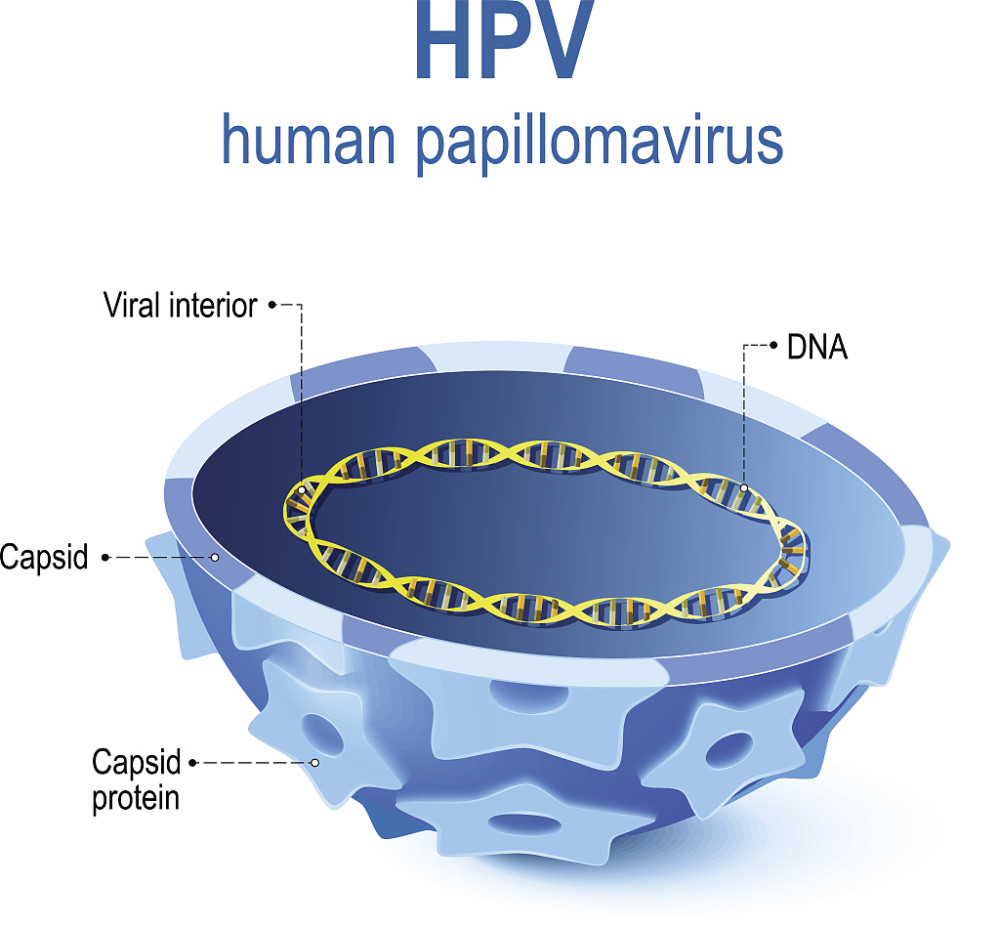 人乳头瘤病毒结构图图片