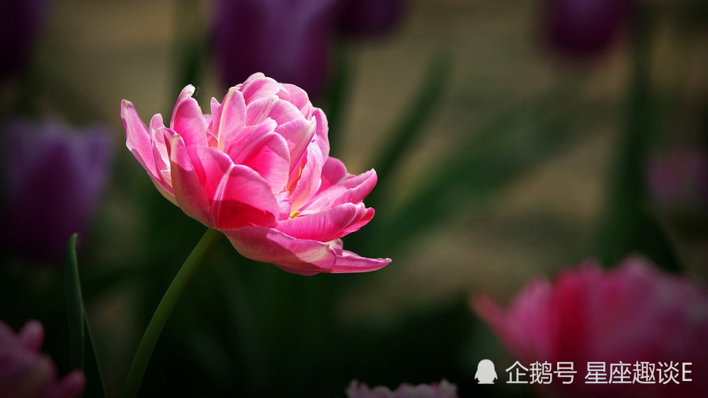 10 28 11 1星座运势 白羊积极乐观 天蝎深思熟虑 双鱼有条不紊 腾讯新闻